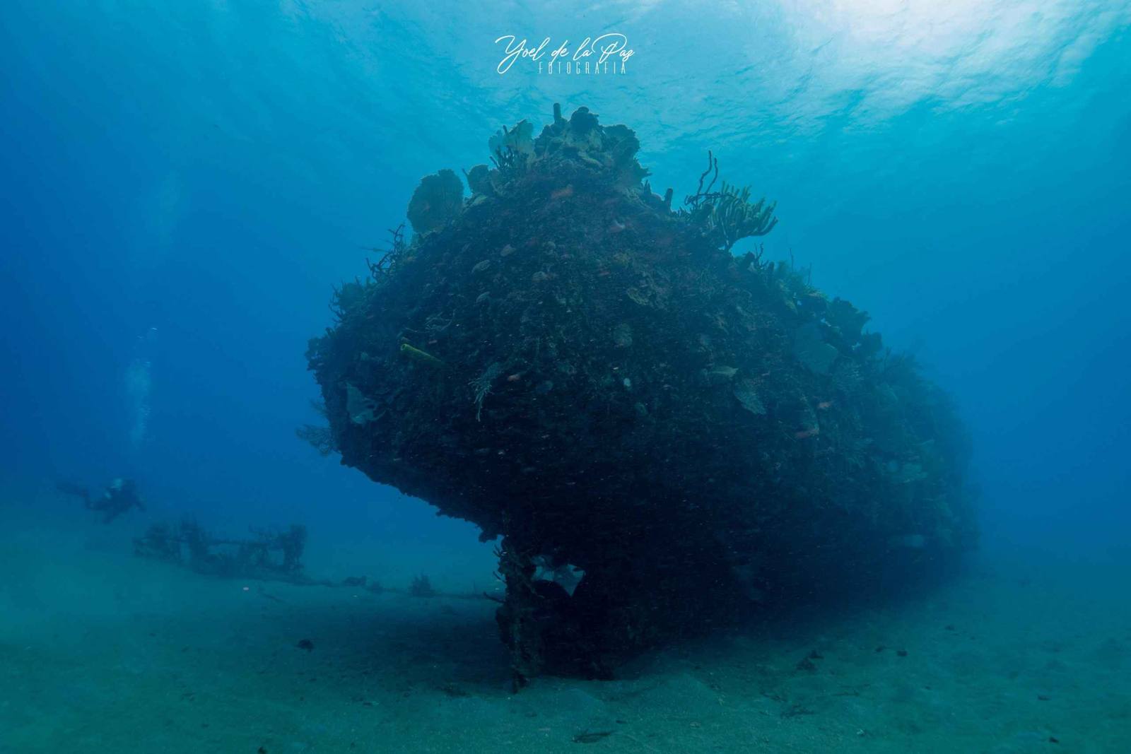 Fish school over a Caribbean coral garden