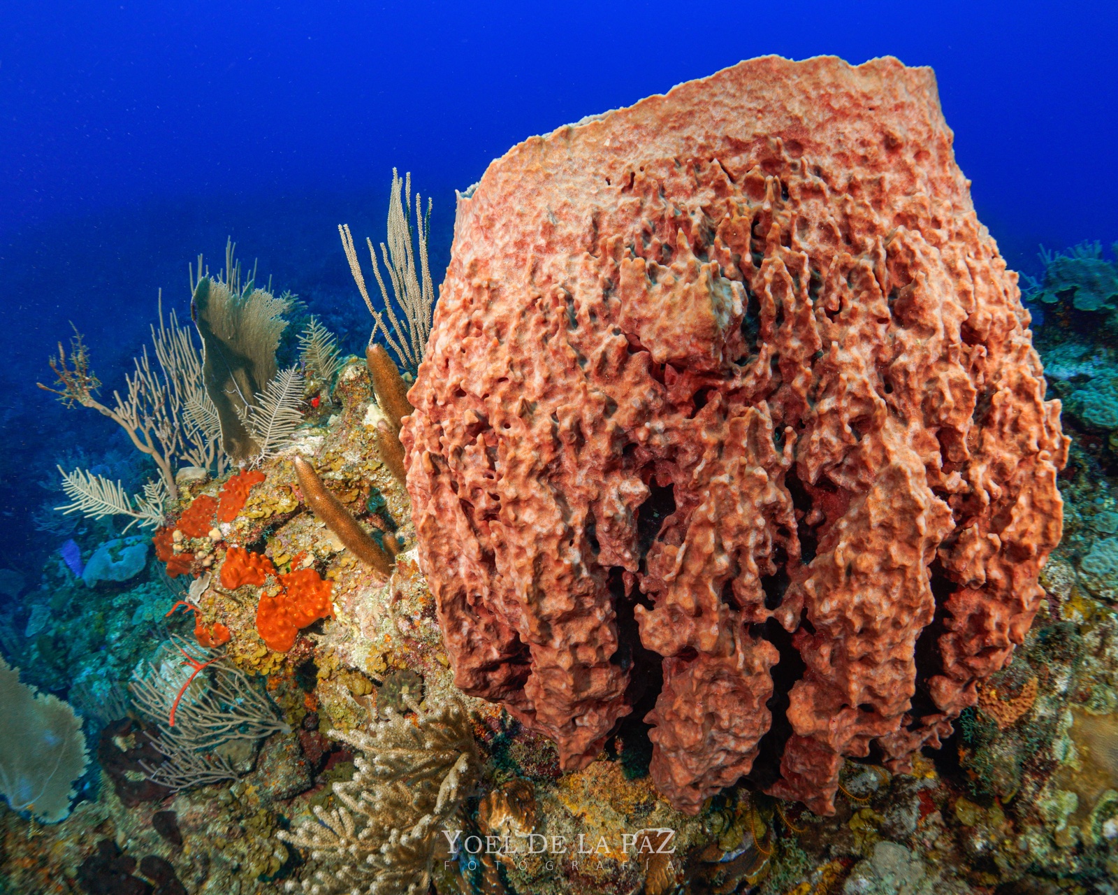Giant orange barrel sponge on a Cuban reef