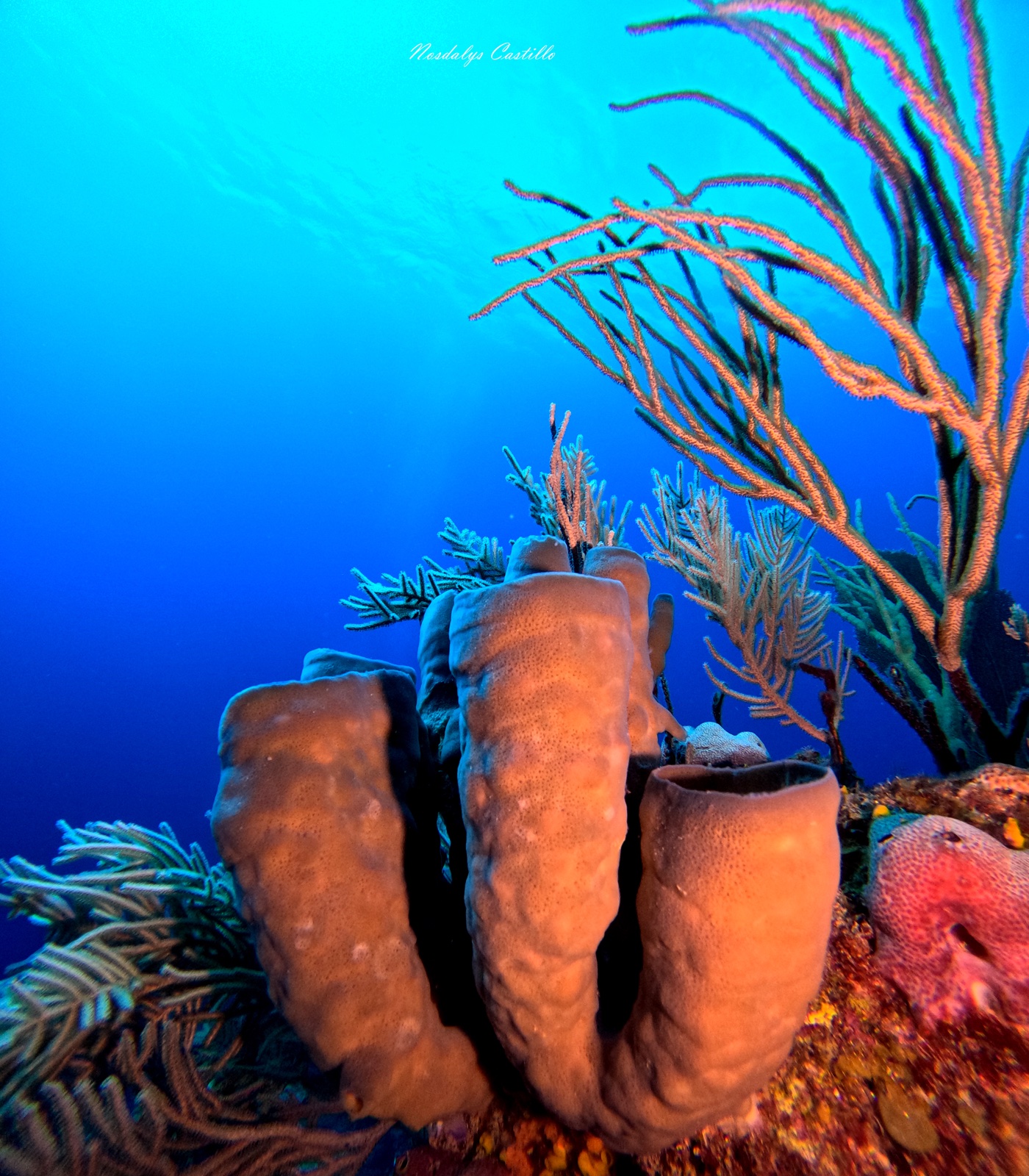 Barrel sponges clustered on a Cuban reef