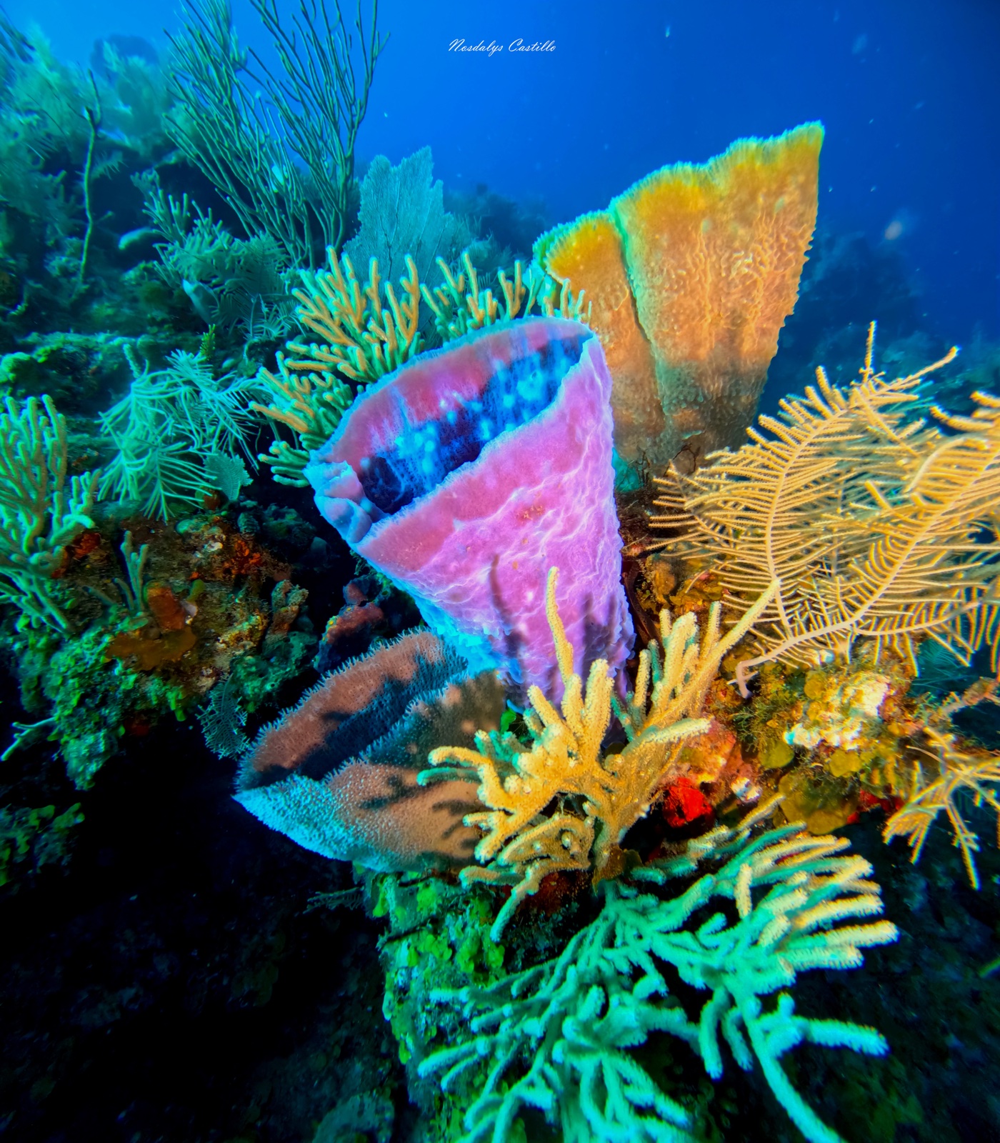 Colorful coral garden teeming with fish