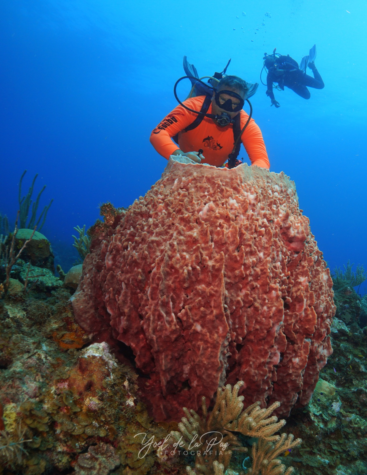 Diver beside a giant pink barrel sponge