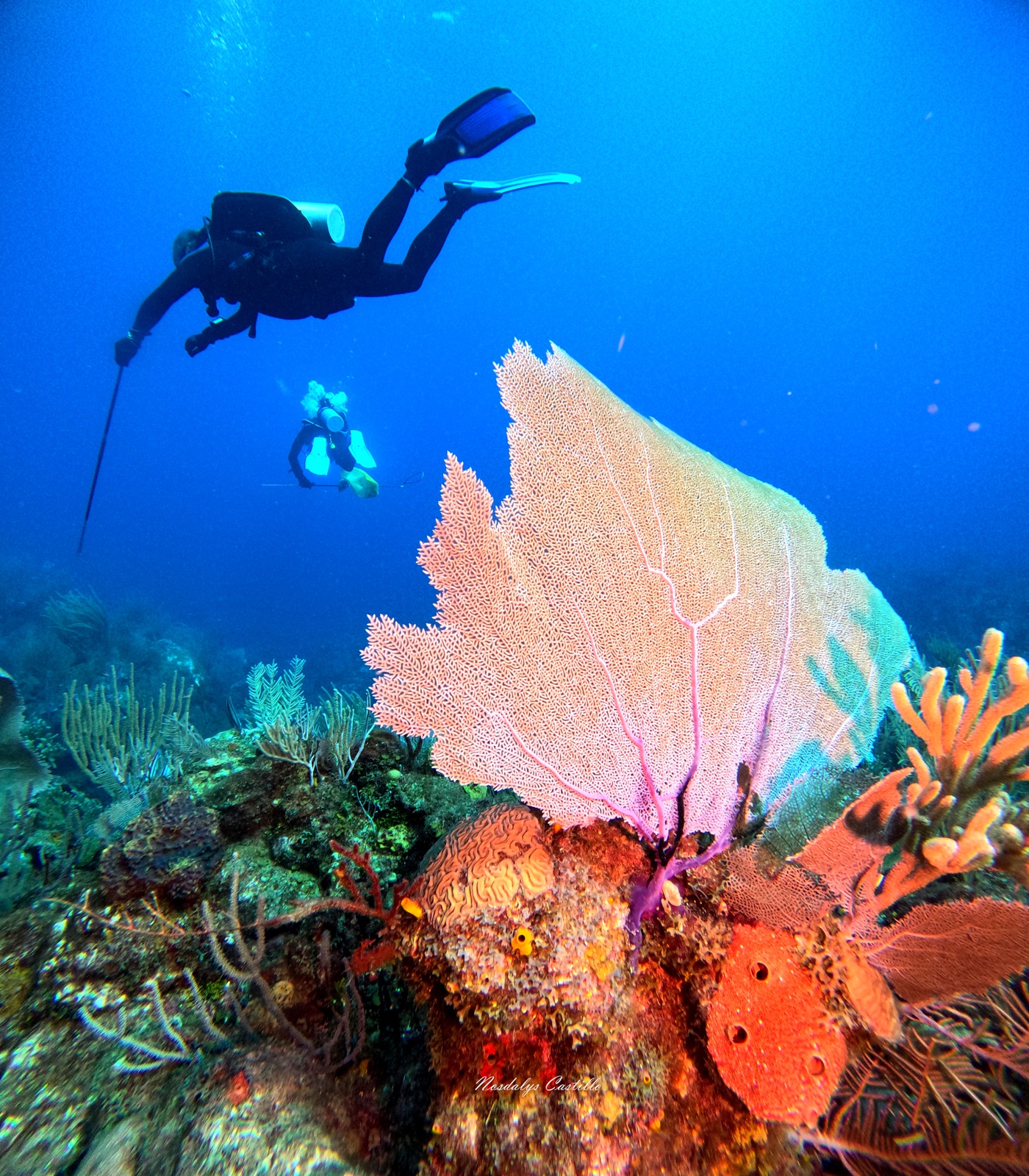 Divers gliding over a Cuban coral reef