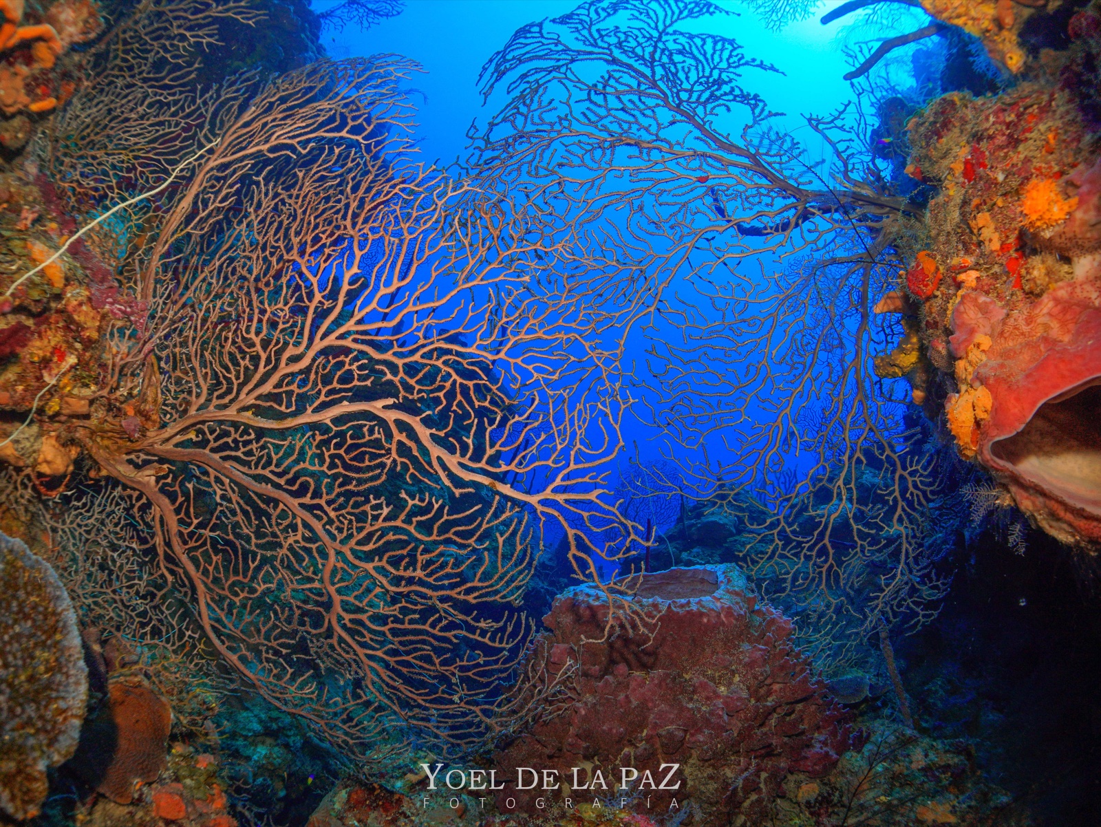 Gorgonian lit by warm afternoon light
