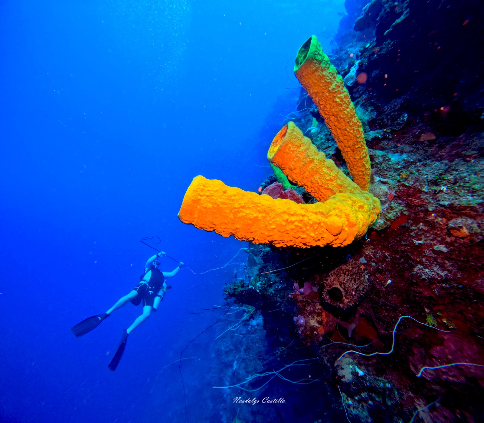 Orange tube sponge rising against deep blue water
