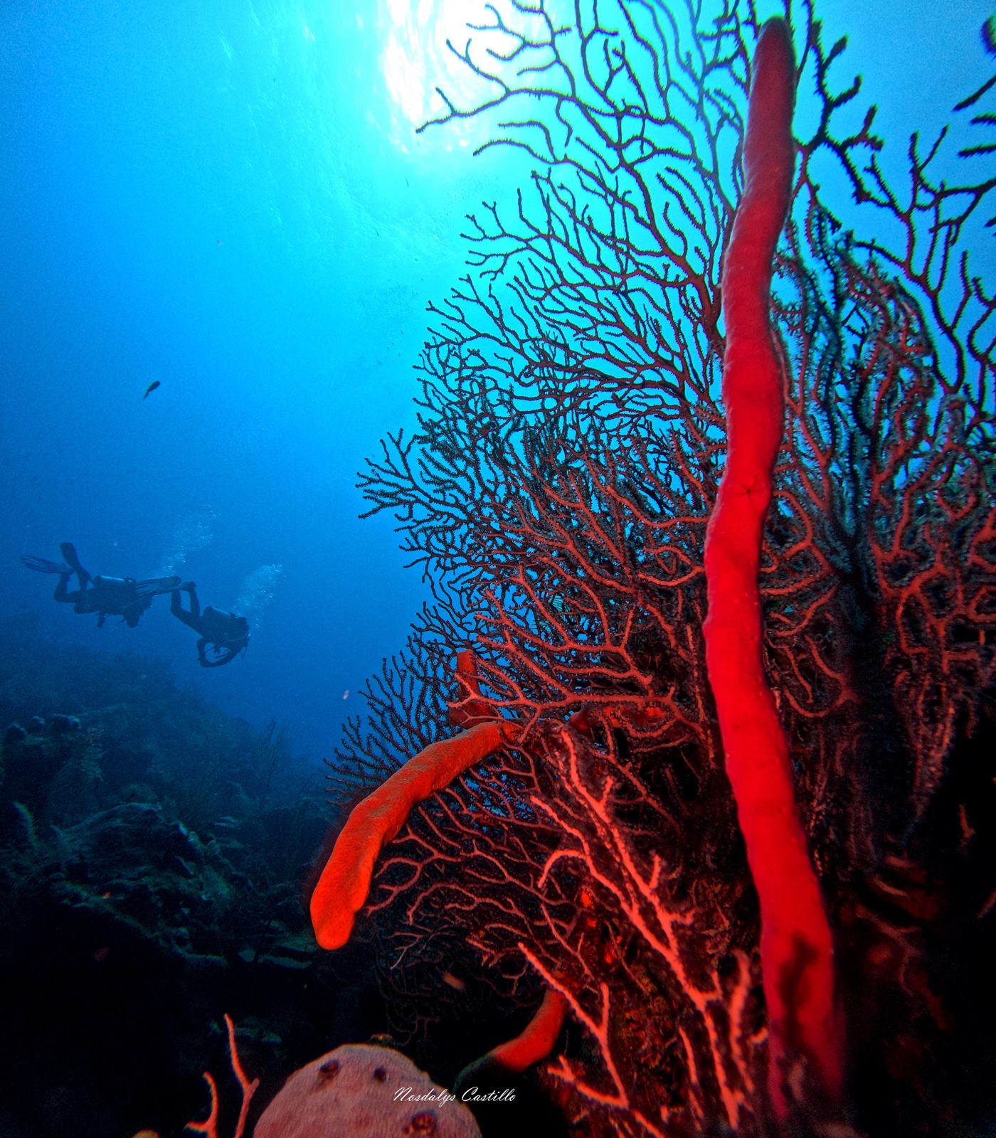 Large red gorgonian sea fan