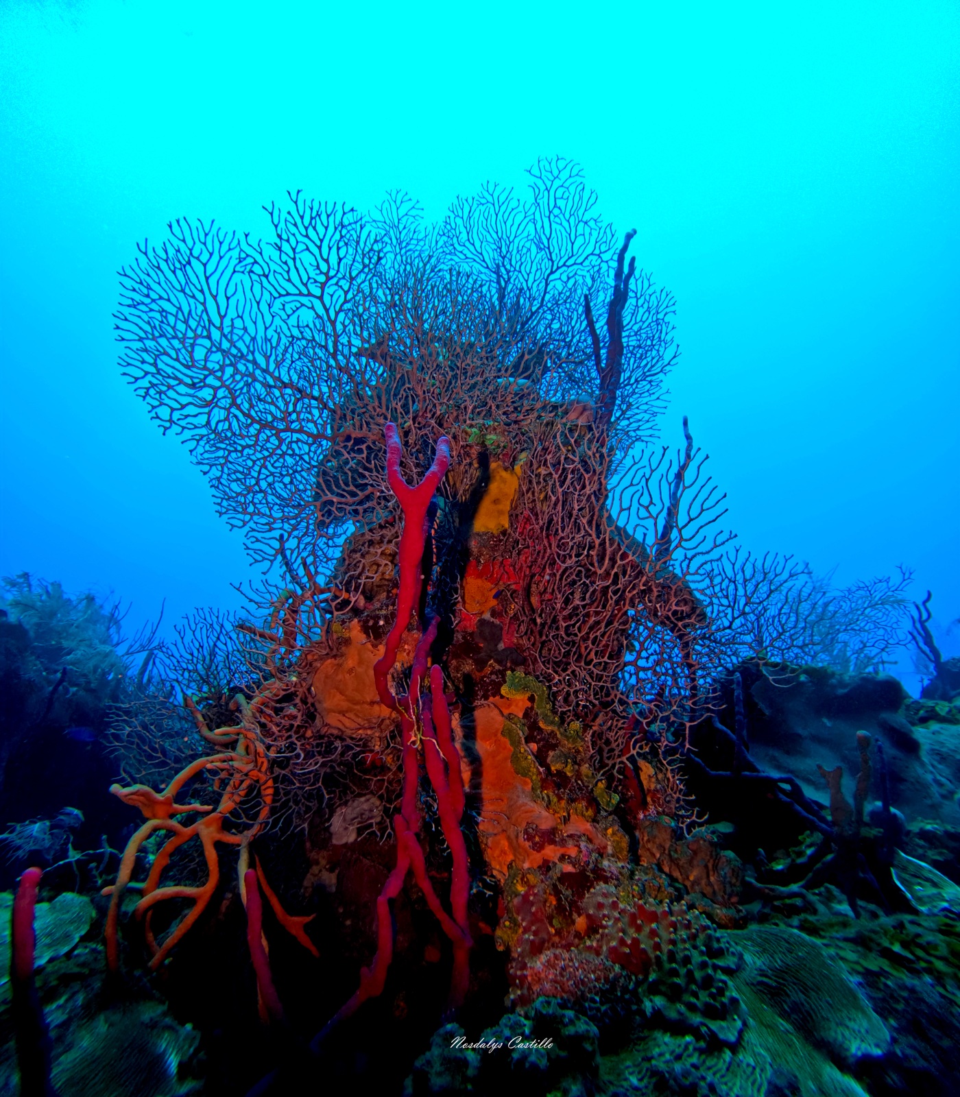 Red sea fan gorgonian on the reef