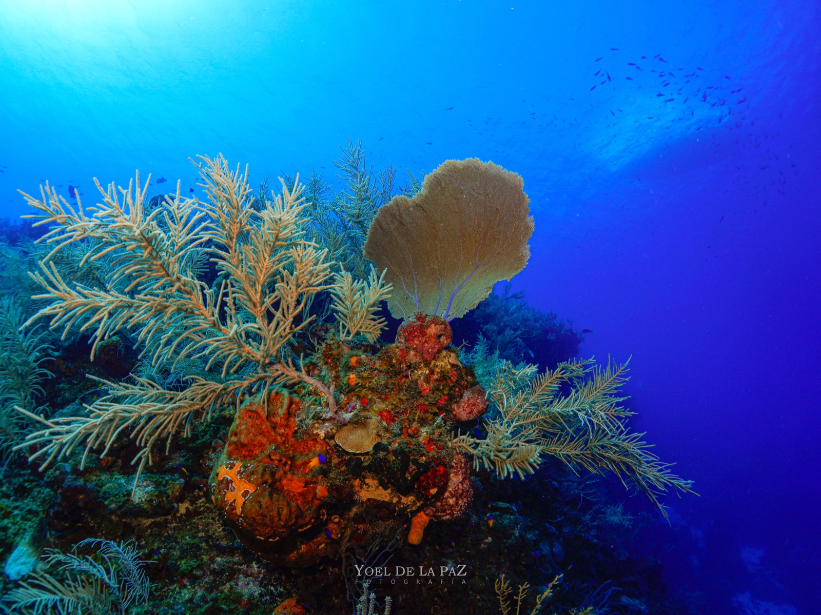 Sea fans below an anchored dive boat