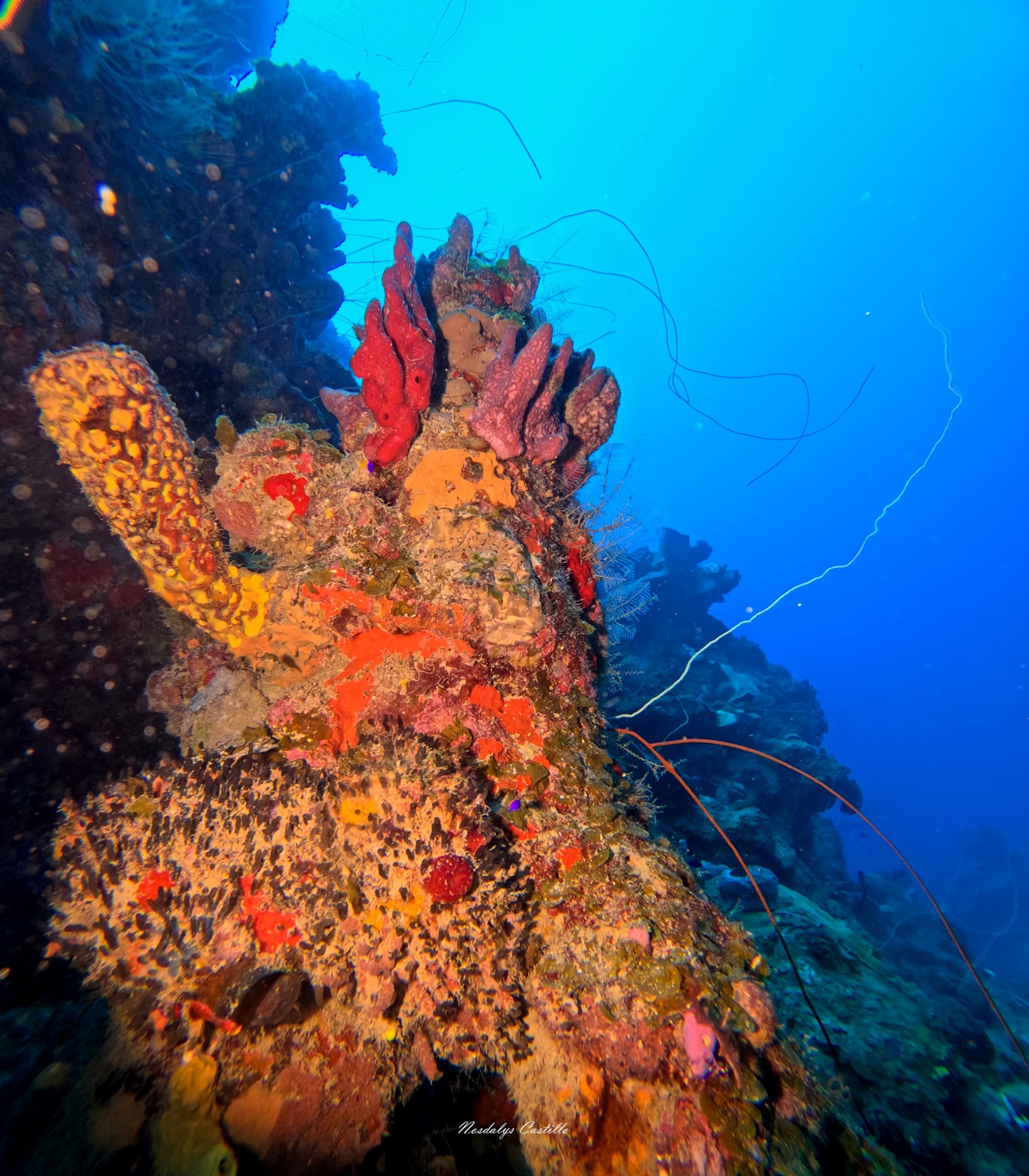 Vibrant sponges and coral formations