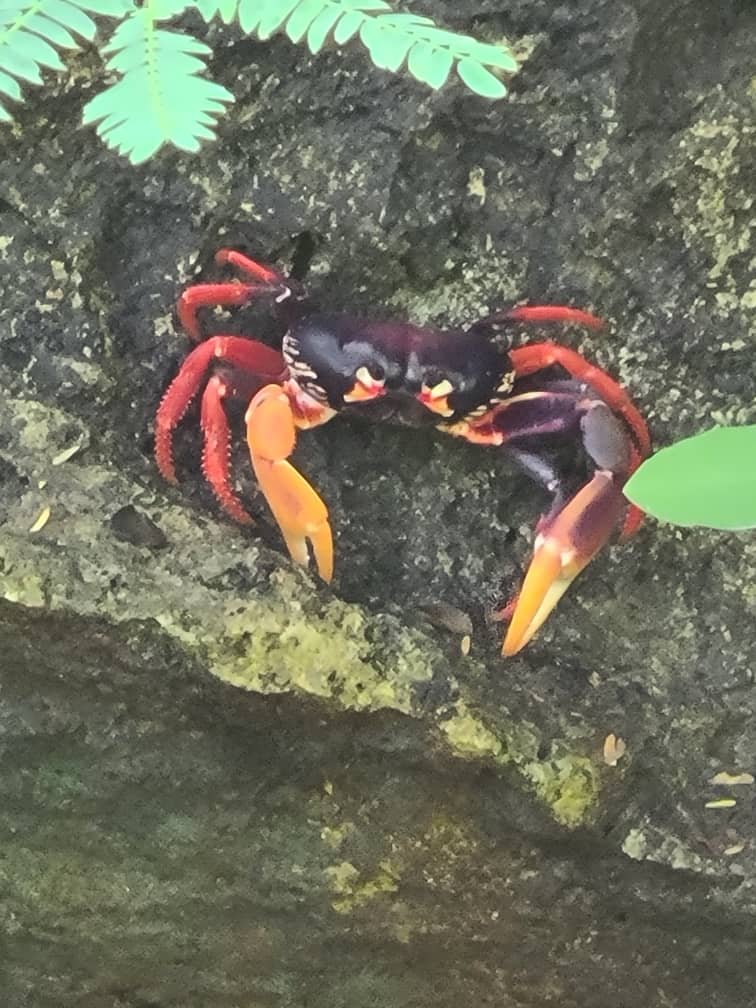 Colorful crab on the Guajimico coast