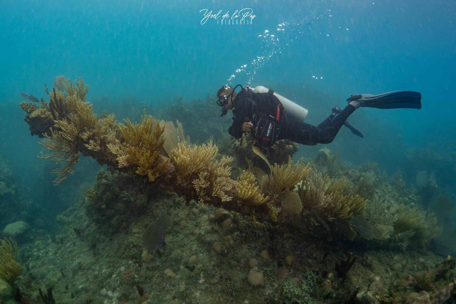 The mast of a sunken ship rising from the reef