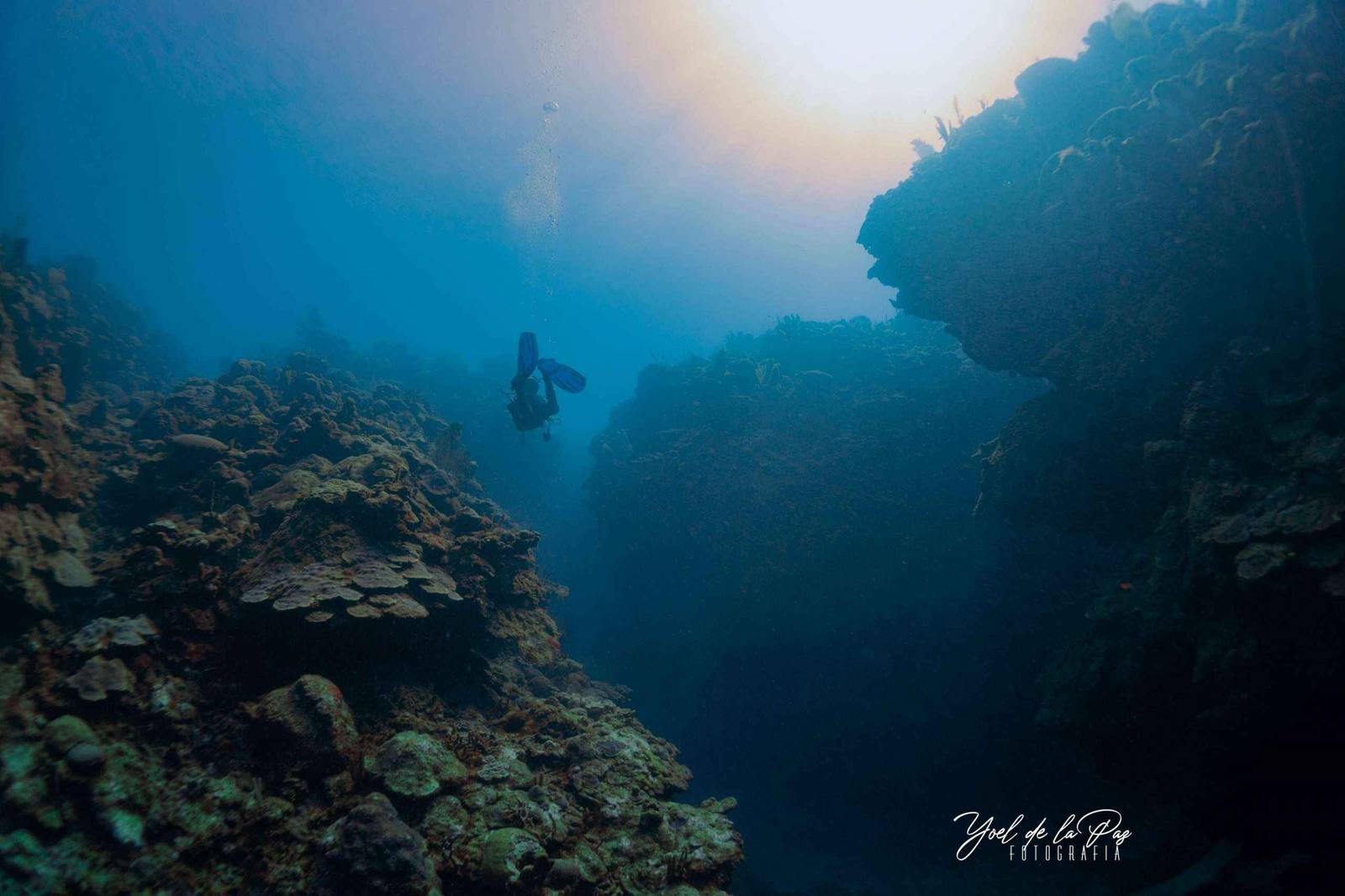 Diver descending into a Cuban reef canyon
