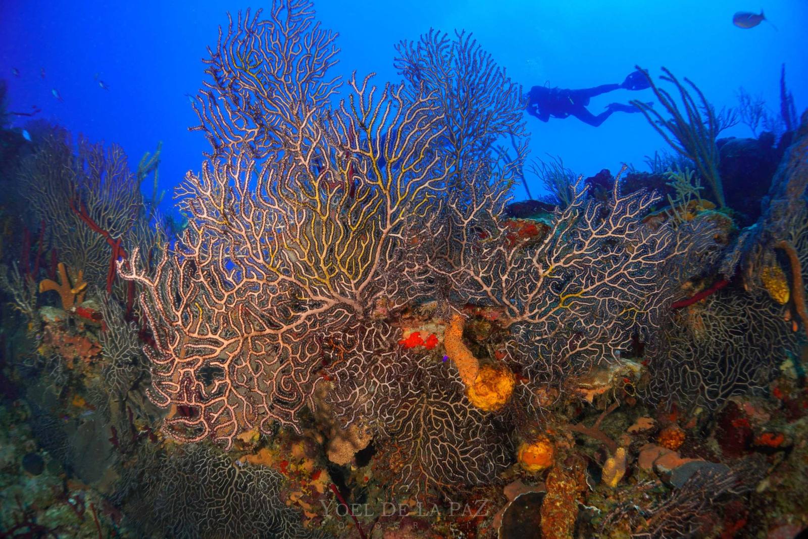 Faro Luna Dive Center, Cienfuegos
